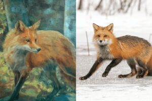 Fox images: Katie Churchill & George Sanker